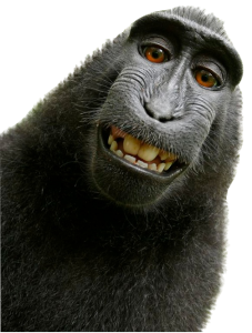 Monkey PNG-18728
